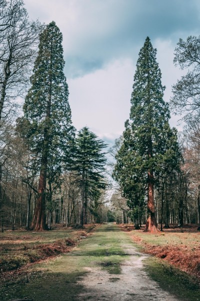 A Day in the New Forest