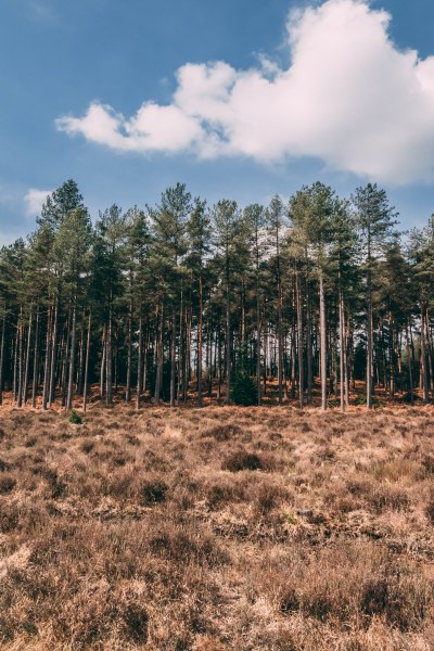 A Day in the New Forest